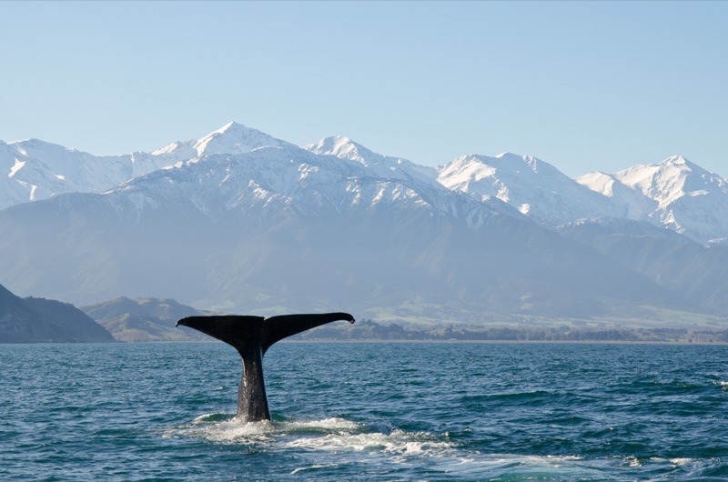 Motels Kaikoura