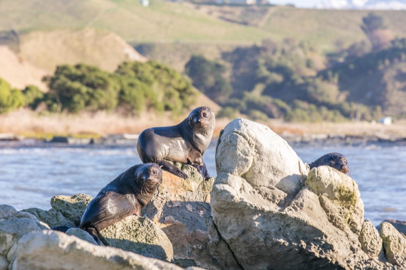New Zealand Fur Seal Colony