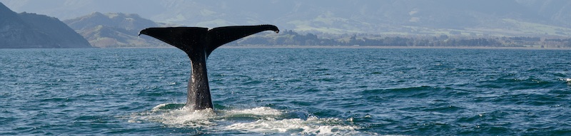 Whale Watching