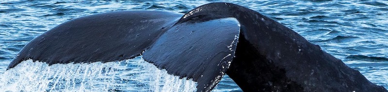 Whale Watching